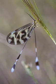 Neuropteran Wildlife Imprime: Below thread lacewing, threadlike