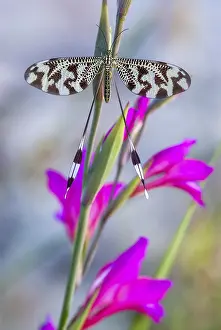 Extremadura Insects Imprime: Below thread lacewing, threadlike
