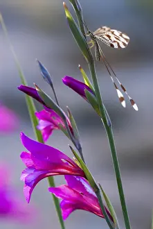 Nemoptera Bipennis Imprime: Below thread lacewing, threadlike
