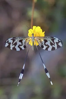 Extremadura Wildlife Imprime: Below thread lacewing, threadlike