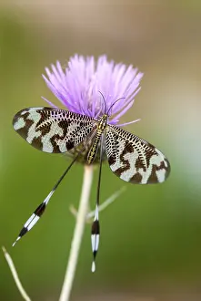 Natural Environments Europe Imprime: Below thread lacewing, threadlike