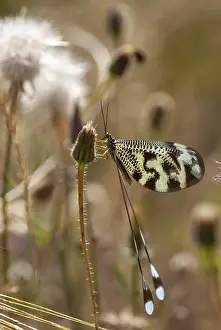 Nemoptera Bipennis Imprime: Below thread lacewing, threadlike
