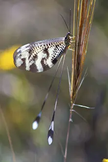 Extremadura Wildlife Imprime: Below thread lacewing, threadlike