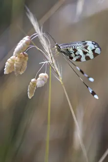 Extremadura Insects Imprime: Below thread lacewing, threadlike