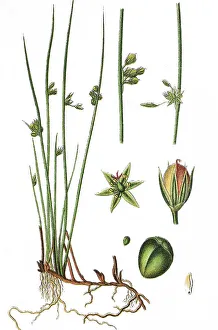 Natural Remedy Herbs Imprime: Thread rush (Juncus filiformis)