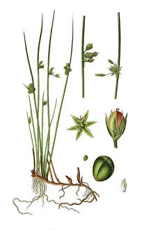 Colorful Botanical Images Imprime: Thread rush (Juncus filiformis)