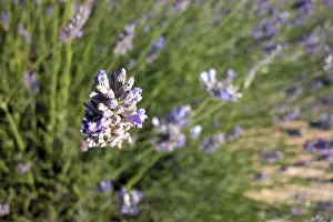 European Landscapes Nature Imprime: Thyme