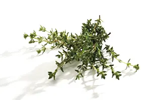 Medicinal Herb Imprime: Thyme (Thymus)