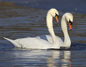 Cisnes Imprime: THyYT5FTTU8