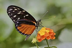 Close Up Butterfly Imprime: Tiger longwing (Heliconius hecale)