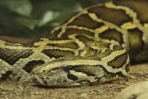 Pitón India Imprime: Tigre de python (Python molurus), cautivo.
