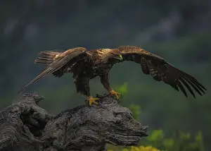 Accipitridae Bird Species Imprime: Tiny eagle (Aquila Chrysaetos)