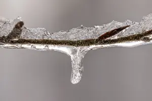 Deserted Waterfront Scene Germany Imprime: Tiny icicles on a beech branch in winter