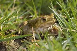 True Toad Species Imprime: Toad Emerging From The Grass