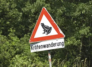 Toad Migration Imprime: Toad migration or frog migration