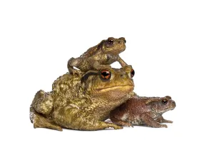 Batrachian Wildlife Pictures Imprime: Three toads, bufo bufo, of different sizes stacking and resting together