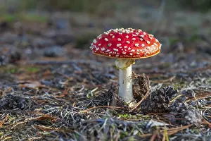 Poisonous Toadstool Imprime: Toadstool