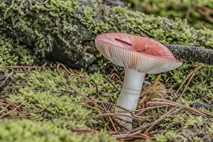 Poisonous Mushroom Imprime: Toadstool in the mixed forest