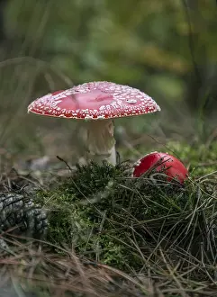 Deserted Forest Landscapes Imprime: Two toadstools in the forest, surrounded by moss and needles