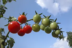 Red Tomatoes Imprime: Tomatoes