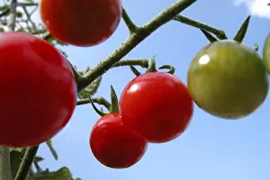 Red Tomatoes Imprime: Tomatoes