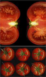 Food Photography Composition Imprime: Tomatoes collage composition nested on a black square frame