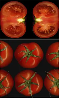 Tomato Collage Imprime: Tomatoes collage composition nested on a black square frame