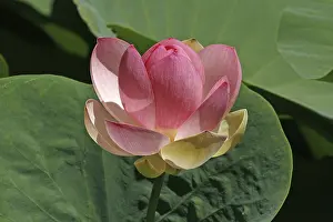 Water Lily Pond Imprime: Trachemys scripta elegans