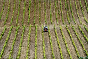 Grapevine Cultivation Italy Imprime: Tractor in vineyard in springtime