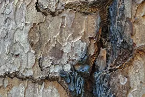 Giant Sequoia Tree Imprime: Tree bark with coloured structures