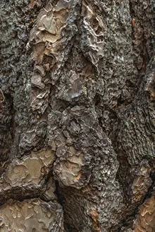 Tree Bark Texture Imprime: Tree bark forms an intricate pattern of rugged