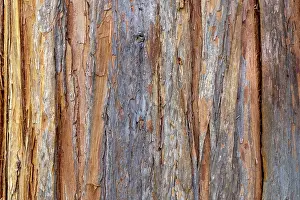 Coniferous Tree Background Imprime: Tree bark, Structures, Background