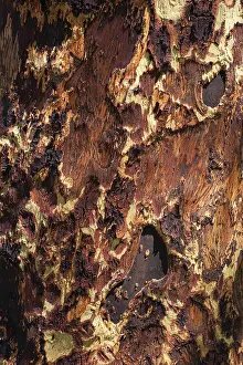 Wood Pattern Design Imprime: Tree bark as texture, wood, pattern