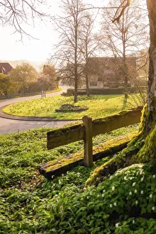 German Village Landscape Imprime: A tree with a bench in front of it