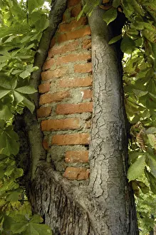 Natural Environment Imprime: Tree branches after tree pruning