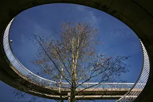 Deserted Bridge Scene Imprime: The tree in the bridge
