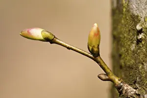 Springtime Nature Shots Imprime: Tree buds
