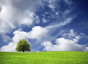 Agricultural Scene Imprime: Tree and cloudy sky