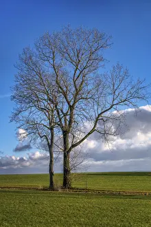 Winter Tree Landscape Imprime: Tree in December