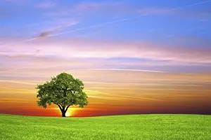 Rural Countryside Landscape Photo Imprime: Tree on the field