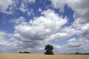 Agricultural Landscape Photography Imprime: Tree in a field