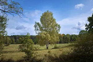 Austrian Countryside Views Imprime: Tree framed by other trees, Blockheide