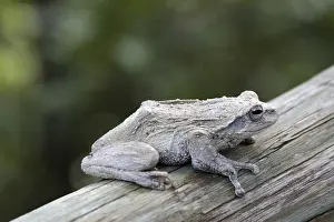 Animal Wildlife Pictures Imprime: Tree frog