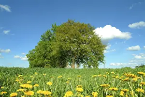 Dandelion Meadow Imprime: Tree in landscape