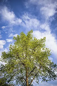 Lime Trees In Spring Imprime: Tree, lime tree, clouds, sky, spring