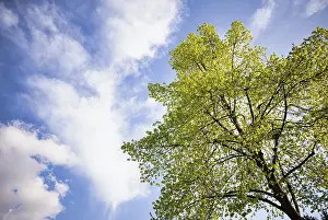 Springtime In Central Europe Imprime: Tree, lime tree, clouds, sky, spring