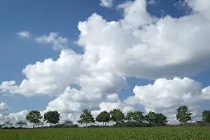 Fruit Tree Cultivation Imprime: Tree-lines up