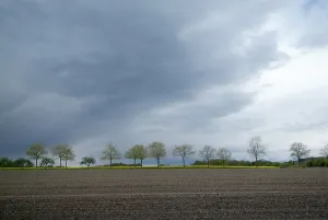Fruit Tree Cultivation Imprime: Tree-lines up