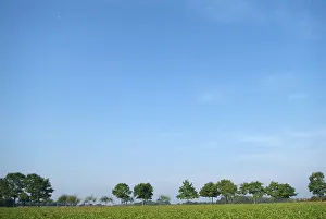 Fruit Tree Cultivation Imprime: Tree-lines up