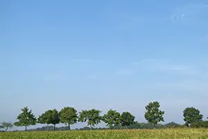 Fruit Tree Cultivation Imprime: Tree-lines up